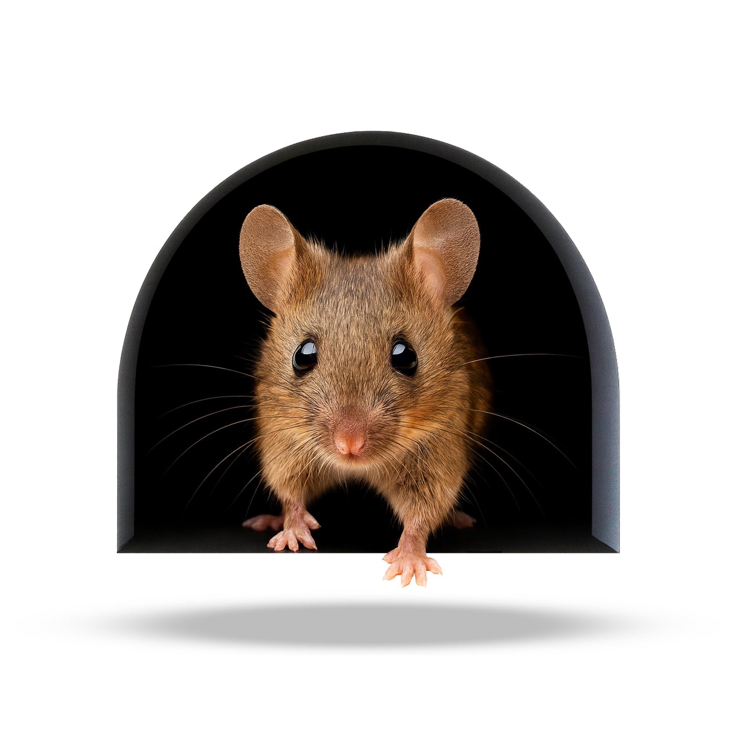 Mouse peeking out from a dark tunnel on a white background